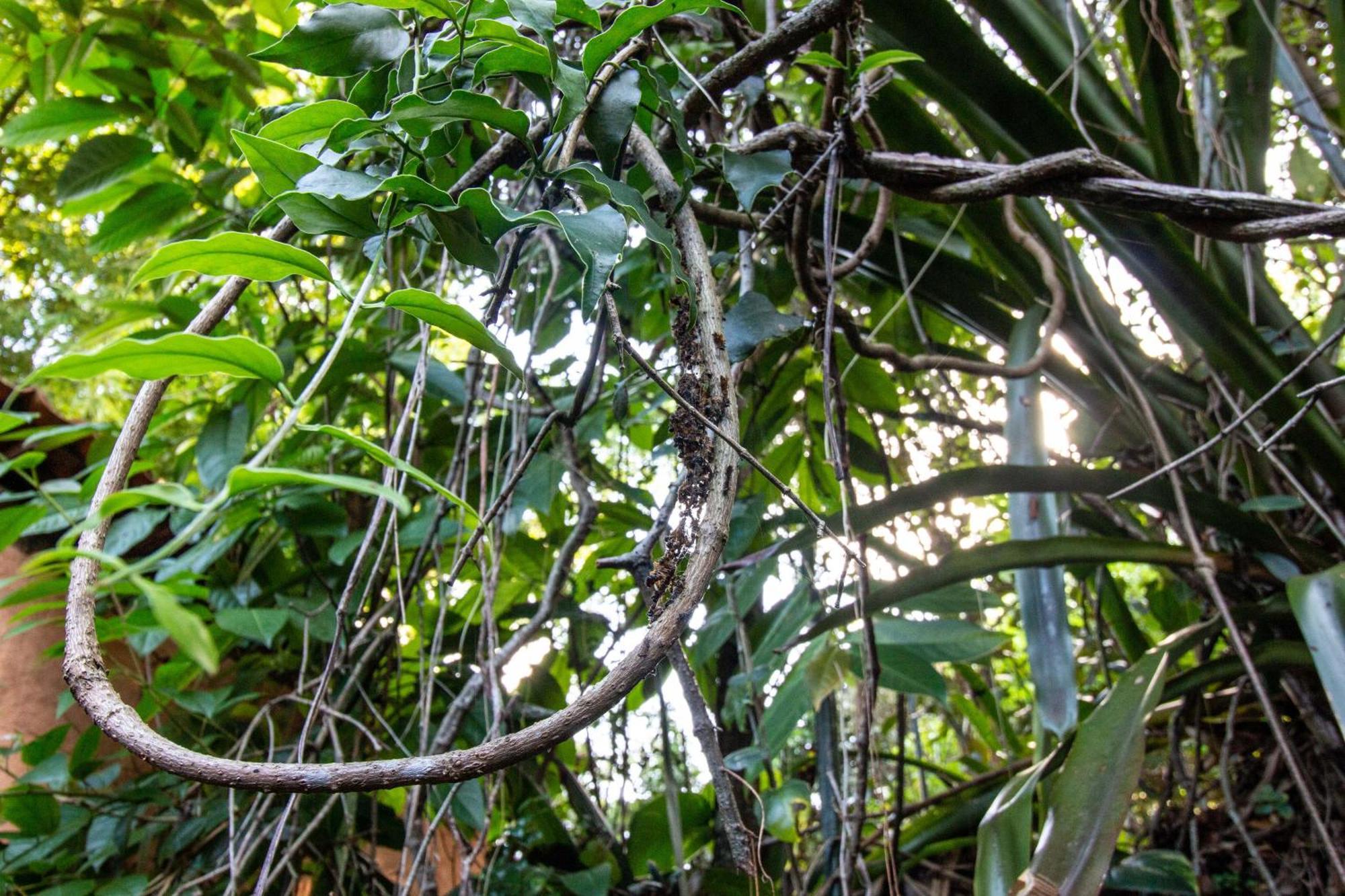 Pousada Flor De Acucena Igatu Bagian luar foto